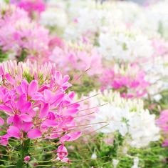 pink and white flowers are in the foreground