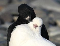 two black and white birds standing next to each other