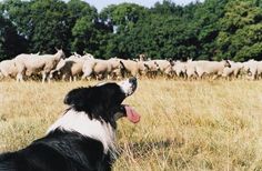 a black and white dog with his tongue out in front of a herd of sheep