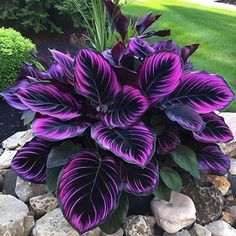 purple flowers are growing in the middle of some rocks