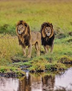 two lions standing next to each other on a grass covered field with water in the foreground