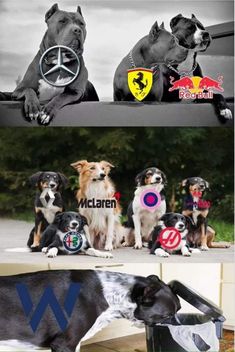 two dogs sitting next to each other with different logos on them and the same dog in front