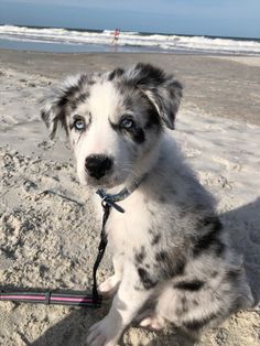 a dog sitting on the beach with a leash around its neck and looking at the camera