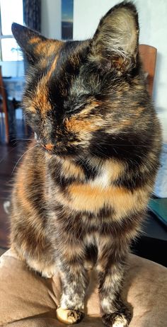 a calico cat sitting on top of a chair