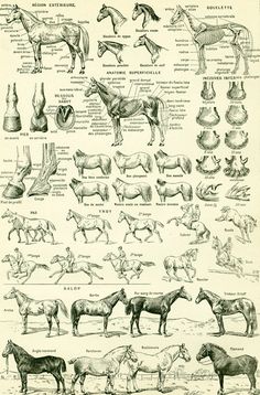 an old drawing shows horses and their muscles