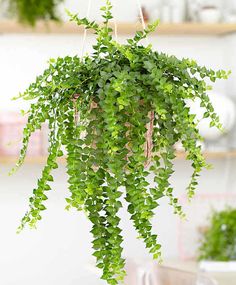 a green plant hanging from a ceiling in a room next to a shelf with other plants