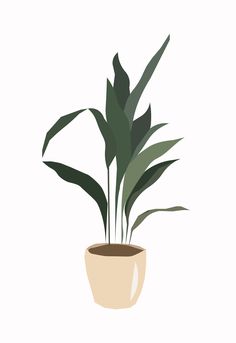 a potted plant with green leaves in it on a white background is an illustration