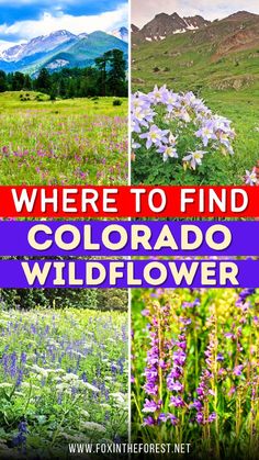 the colorado wildflowers and mountains with text where to find them