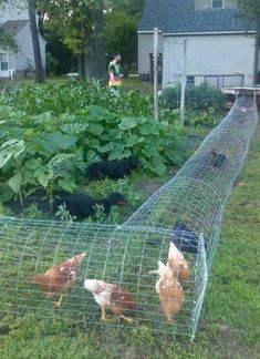 several chickens in a cage on the grass