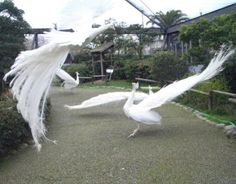 two white birds are flying in the air next to some bushes and trees, while another bird has its wings spread out