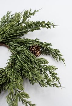 a pine cone is sitting on top of a branch