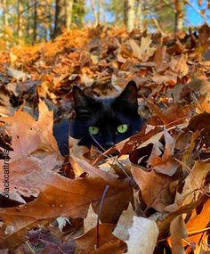 a black cat with green eyes hiding in leaves