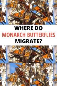 Large cluster of monarch butterflies Monarch Migration, Monarch Butterfly Migration, Butterfly Migration, Homeschool Field Trips, Inspiring Artwork, Monarch Butterflies, Field Trips, American Travel