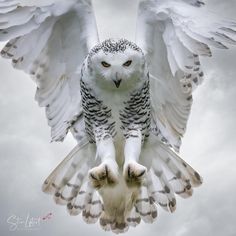 an owl flying through the air with its wings spread