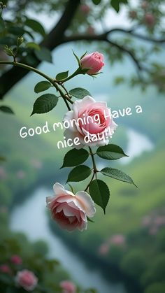 two pink roses with the words good morning have a nice day written on one branch