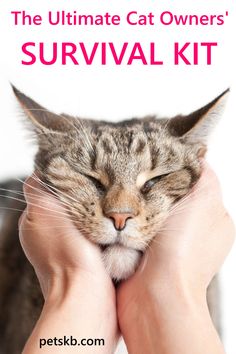 the ultimate cat owner's survival kit for cats and kittens is out now