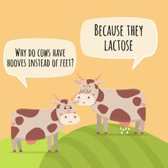 two cows standing next to each other on top of a green field with speech bubbles above them