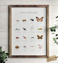 a framed insect poster with bugs and mollusks on it next to a potted plant