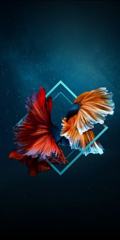 two siamese fish swimming side by side on a dark blue background with hexagon shapes