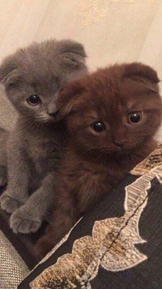 two kittens sitting on top of a couch next to each other with one looking at the camera