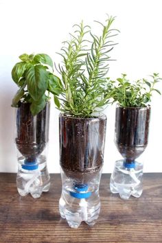 three glass vases with plants in them on a table