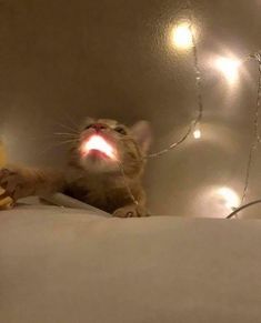 a cat that is laying down with some lights on it's head and mouth