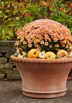 a large pot filled with lots of flowers and pumpkins