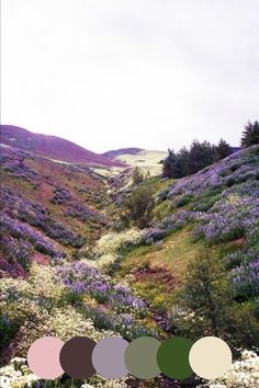 a field with lots of purple flowers and trees on the side of it, surrounded by hills