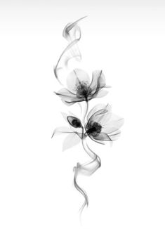 Xray Flower, Concept Tattoo, Sky Tattoo, Sky Tattoos, Tattoo Flowers, Tattoos For Women Flowers, Tattoo Instagram