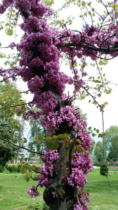 purple flowers growing up the side of a tree in a grassy area next to trees