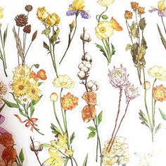 an image of various flowers on a white background with watercolor paint and pencils