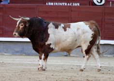 a brown and white cow standing on top of a dirt field