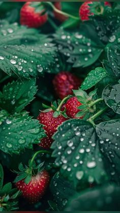 strawberries with water droplets on them are growing in the bushy grass and green leaves