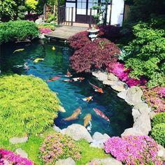 a pond with many fish in it surrounded by flowers and rocks, next to a gazebo