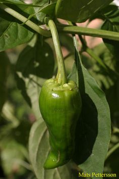 a green pepper hanging from a plant with leaves