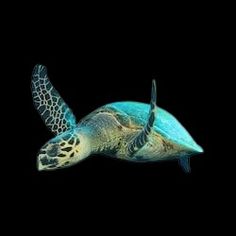 a green sea turtle swimming in the ocean at night with its head above the water's surface