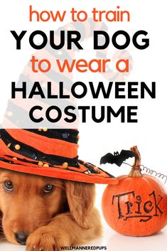 a dog wearing a witches hat with the words how to train your dog to wear a halloween costume