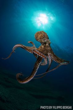 an octopus swimming in the ocean with sunlight shining on it's back legs and head