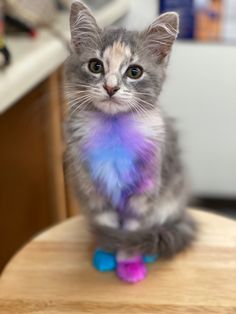 a small kitten sitting on top of a wooden chair with a toy in it's mouth