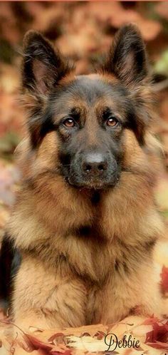 a german shepherd dog sitting in leaves looking at the camera with an orange border around its neck