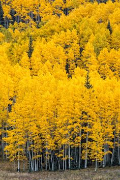 yellow trees are in the middle of a forest