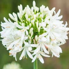 a white flower with green leaves in the background