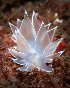 a small white flower sitting on top of a sandy beach next to seaweed and corals