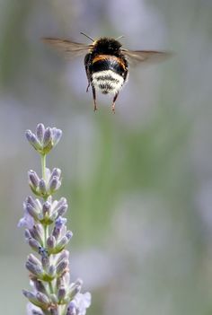 . Foto Macro, Birds And The Bees, Lavender Flower, Busy Bee