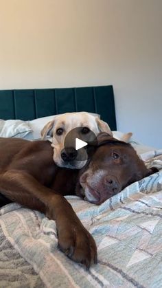 483K views · 39K reactions | Have you ever seen Young William so relaxed? 🤣 AD | I’d call that a successful duvet day! 🛏️💤💙 @silentnightbeds | Good Boy Ollie Young William, Duvet Day, Good Ole, Have You Ever, Duvet