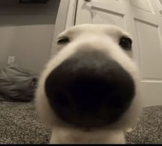 a close up of a dog's nose with the door open in the background