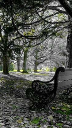 an empty park bench sitting in the middle of a leaf covered area with trees and leaves on the ground