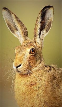 a close up of a brown rabbit's face and ears, looking straight ahead