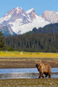 a brown bear walking across a river in front of snow - capped mountain tops and trees