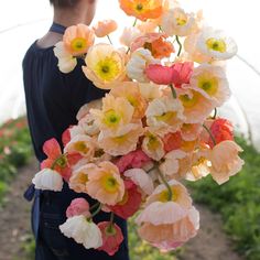 the iceland poppies sheetet mix is shown in front of a person holding flowers